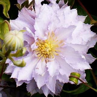 Клематис Dancing Tm King Zodakiaf (Дансинг Кинг) 2 группа