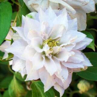 Клематис Dancing Tm King Zodakiaf (Дансинг Кинг) 2 группа