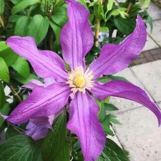 Клематис East River (Ист ривер) 3 группа