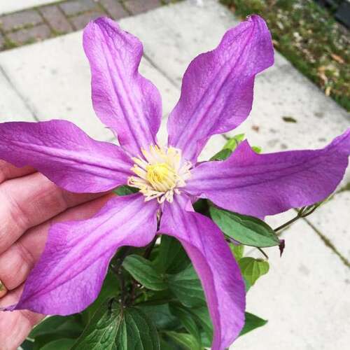 Клематис East River (Ист ривер) 3 группа