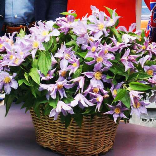 Клематис East River (Ист ривер) 3 группа