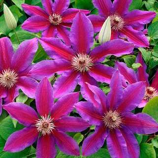 Клематис Fireworks (Файрворкс) 2 группа