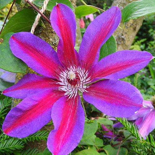 Клематис Fireworks (Файрворкс) 2 группа