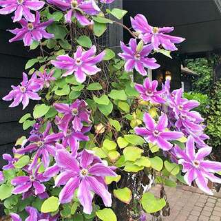 Клематис Fireworks (Файрворкс) 2 группа