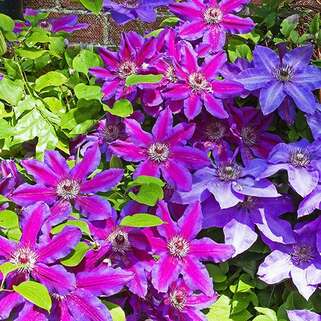 Клематис Fireworks (Файрворкс) 2 группа