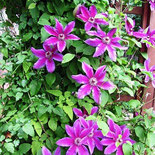 Клематис Fireworks (Файрворкс) 2 группа