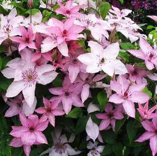 Клематис Hagelby Pink (Хагелби Пинк) 3 группа