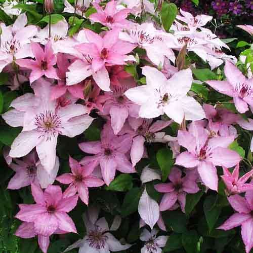 Клематис Hagelby Pink (Хагелби Пинк) 3 группа