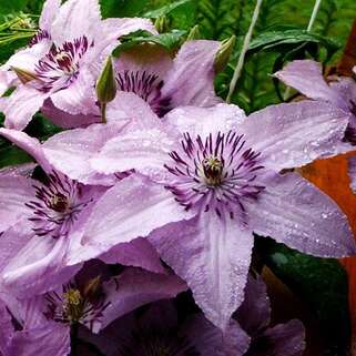 Клематис Hagelby Pink (Хагелби Пинк) 3 группа