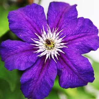 Клематис Happy Birthday (Хэппи Бездэй) 3 группа