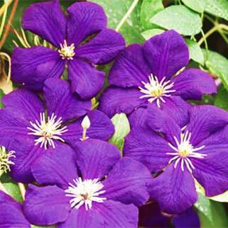 Клематис Happy Birthday (Хэппи Бездэй) 3 группа