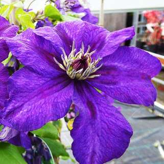 Клематис Happy Birthday (Хэппи Бездэй) 3 группа