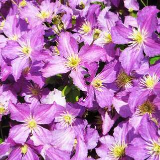 Клематис Jolly Good Zojogoaf (Джолли Гуд) 3 группа