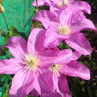 Клематис Jolly Good Zojogoaf (Джолли Гуд) 3 группа