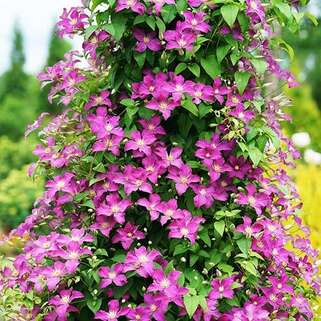 Клематис Jolly Good Zojogoaf (Джолли Гуд) 3 группа