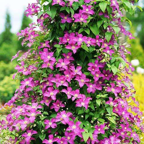 Клематис Jolly Good Zojogoaf (Джолли Гуд) 3 группа