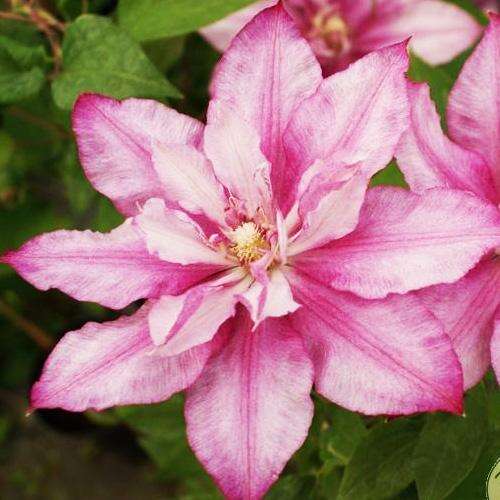 Клематис Lasting Love (Ластинг Лав) 2 группа