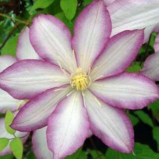 Клематис Morning Star Zoklako (Морнинг Стар) 2 группа