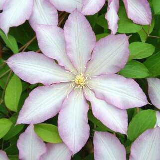 Клематис Morning Star Zoklako (Морнинг Стар) 2 группа