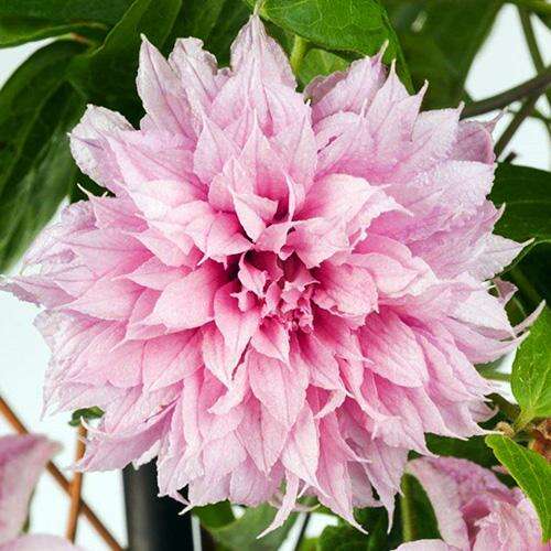 Клематис Multi Pink (Мульти Пинк) 2 группа