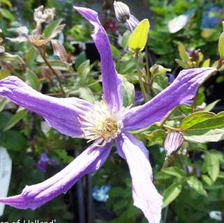 Клематис Queen Of Hollandaf (Королева Голландии) 3 группа