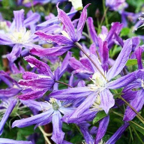 Клематис Queen Of Hollandaf (Королева Голландии) 3 группа