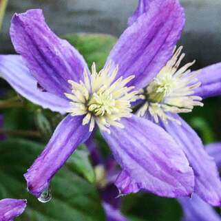 Клематис Queen Of Hollandaf (Королева Голландии) 3 группа