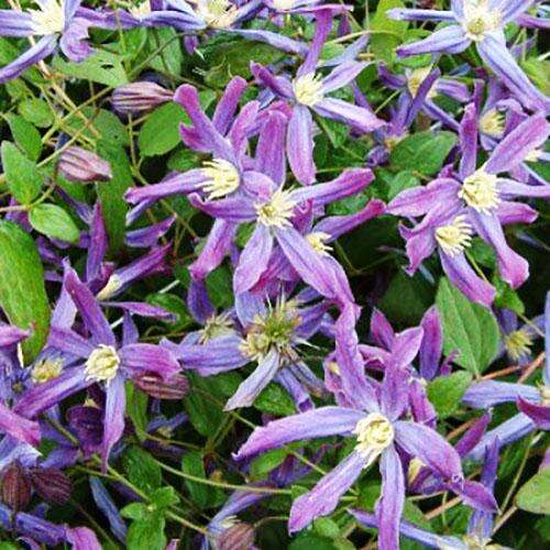 Клематис Queen Of Hollandaf (Королева Голландии) 3 группа