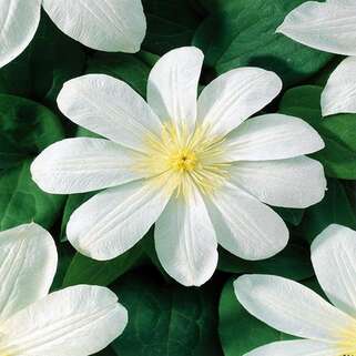 Клематис Wada's Primrose (Вадас Праймроуз) 2 группа