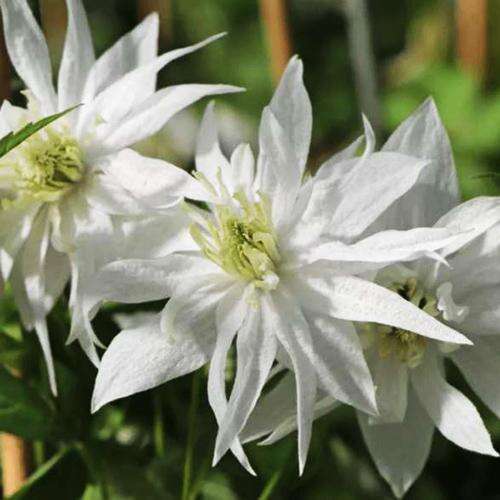 Клематис Атрагене Albina Plena (Альбина Плена) 1 группа обрезки