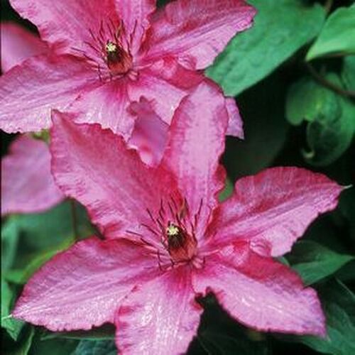 Клематис Barbara (Барбара) 3 группа