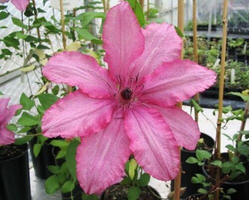 Клематис Barbara (Барбара) 3 группа