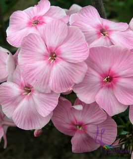 Флокс метельчатый Катенька-Катюша