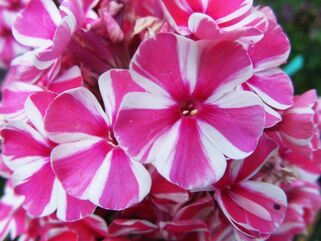 Флокс Spinners (Спиннерз)