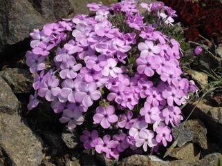 Флокс Дугласа Ева