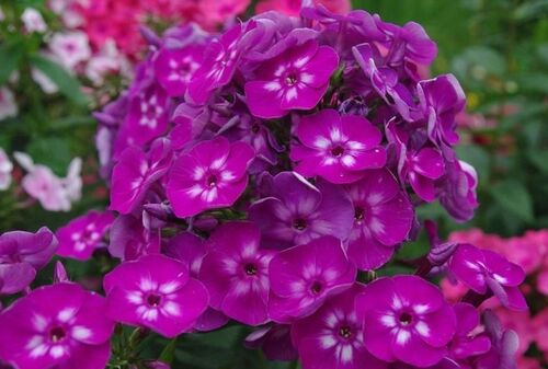 Флокс метельчатый Katja (Катя)