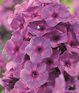 Флокс метельчатый Classic Cassis (Классик Кассис)