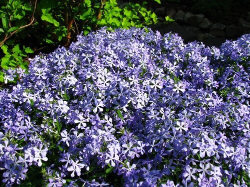 Флокс растопыренный Blue Perfume (Блю Парфюм)