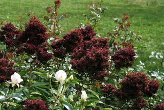 Флокс Midnight Feelings (Миднайт Филингс)