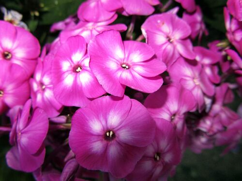 Флокс Katherine (Катерина)