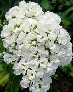 Флокс метельчатый Tiara (Тиара)