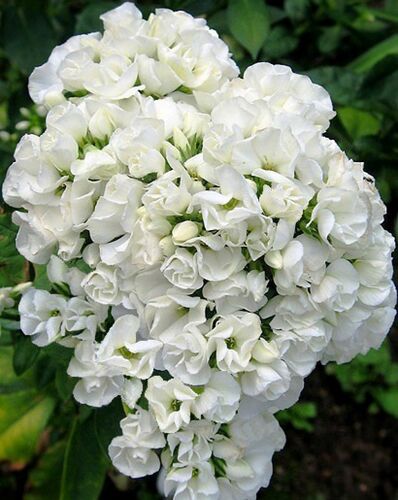 Флокс метельчатый Tiara (Тиара)