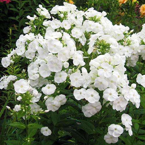 Флокс метельчатый Danielle (Даниэль)