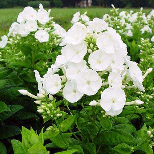 Флокс метельчатый Danielle (Даниэль)