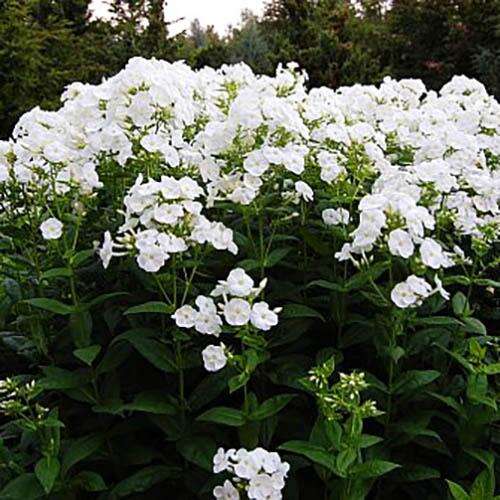 Флокс метельчатый Danielle (Даниэль)