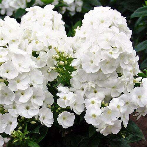 Флокс метельчатый Danielle (Даниэль)