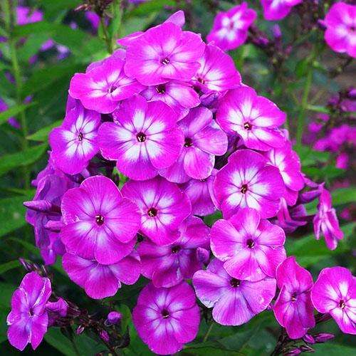 Флокс метельчатый Laura (Лаура)