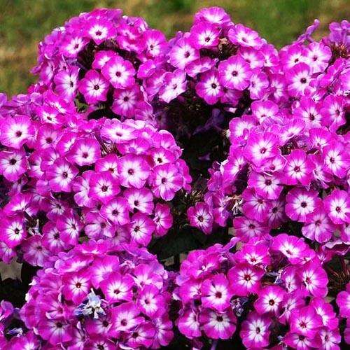 Флокс метельчатый Laura (Лаура)