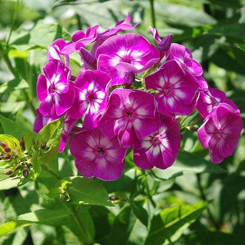 Флокс метельчатый Laura (Лаура)