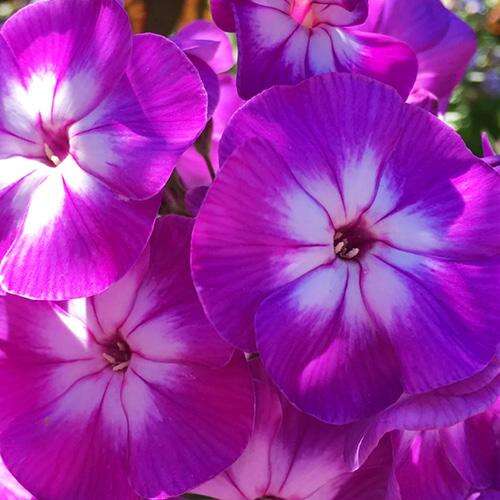 Флокс метельчатый Laura (Лаура)